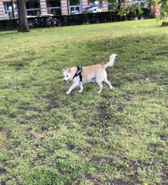 Service promeneur chien