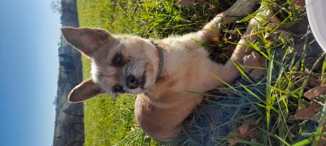 Service promeneur chien