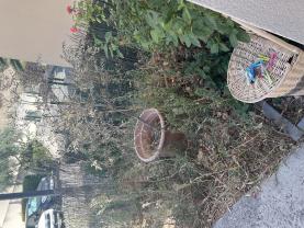 Location debroussailleuse