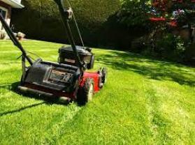 Service tonte de pelouse