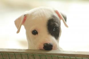Service garde animaux
