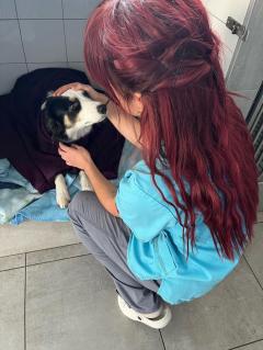 Service chien