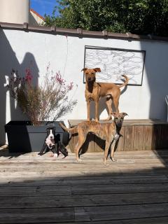 Service chien