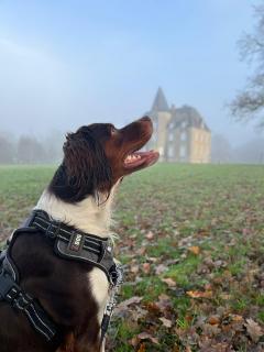 Service chien