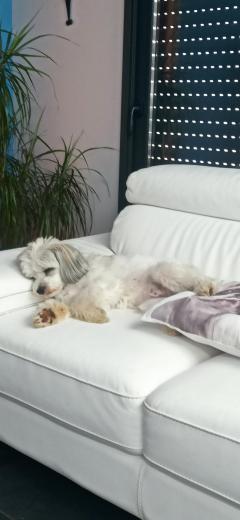 Service chien