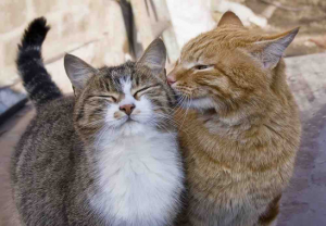 Service garde animaux