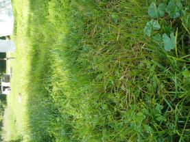 Location tracteur tondeuse