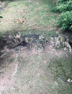 Location rogneuse de souche