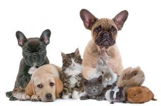 Service garde animaux