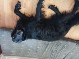 Service chien