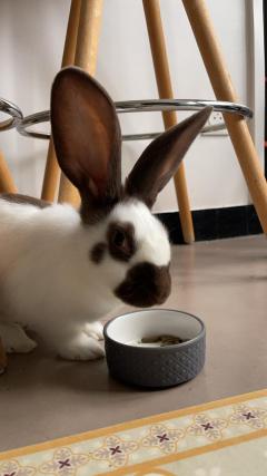 Service garde lapin