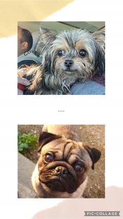 Service chien