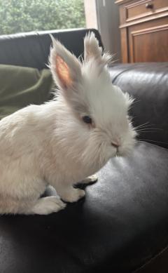 Service garde lapin