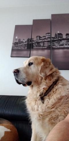 Service chien