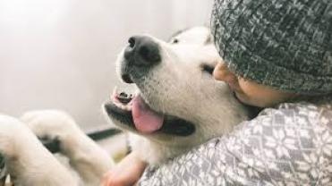 Service garde animaux