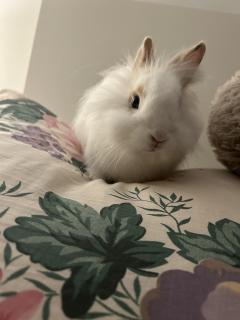 Service garde lapin