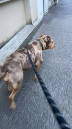 Service promeneur chien