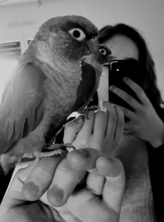 Service oiseaux