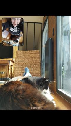 Service garde animaux