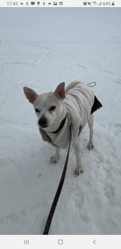Service chien