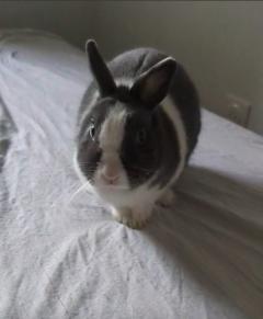 Service garde lapin