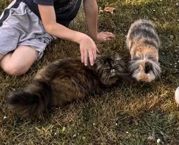 Service garde animaux