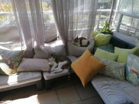 Service garde animaux