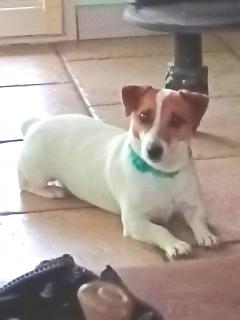Service chien