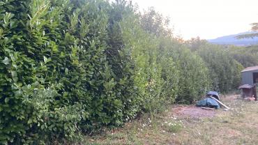 Location taille haie
