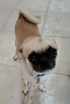Service chien