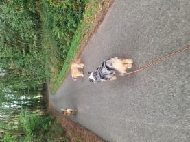 Service chien