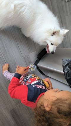 Service chien