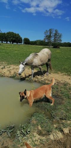 Service garde animaux