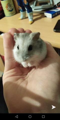 Service garde animaux