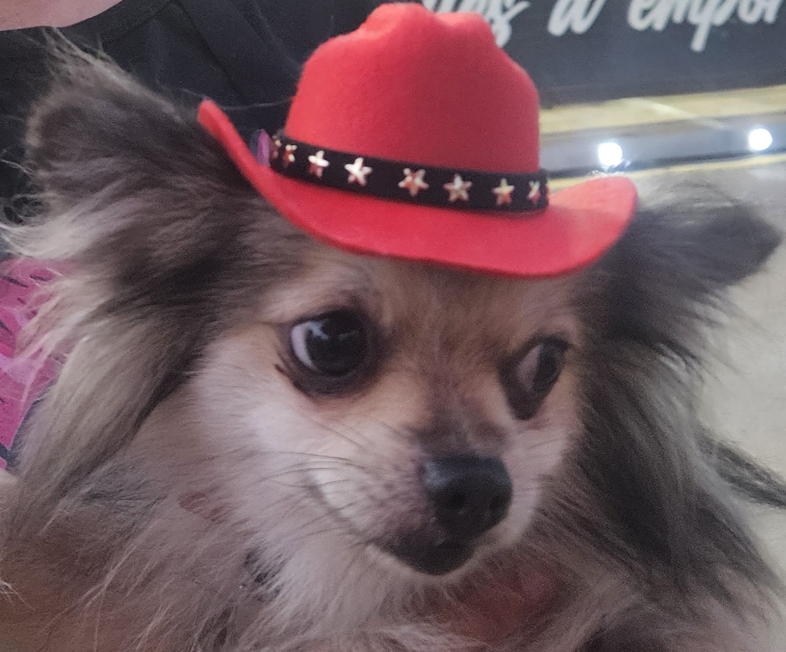 Service chien entre particuliers (33)