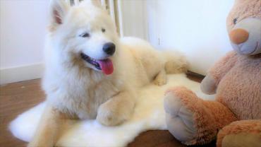 Service chien