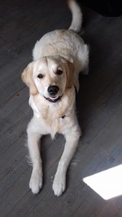 Service chien