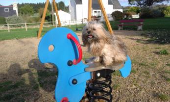 Service chien