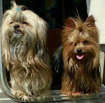 Service chien