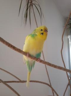 Service oiseaux