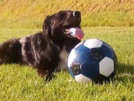 Service chien