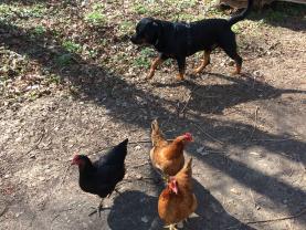 Service garde animaux