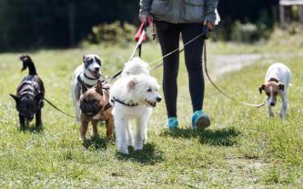 Service chien
