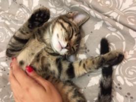 Service garde animaux