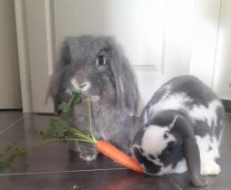 Service garde lapin