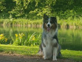 Service chien