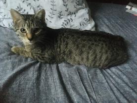 Service garde animaux