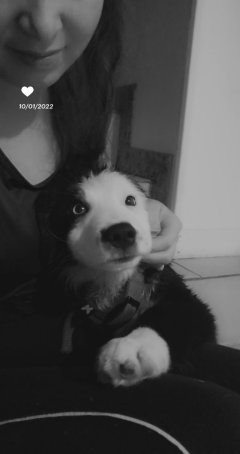 Service garde animaux