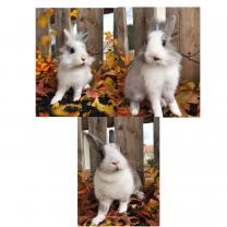 Service garde lapin