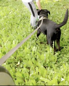 Service chien